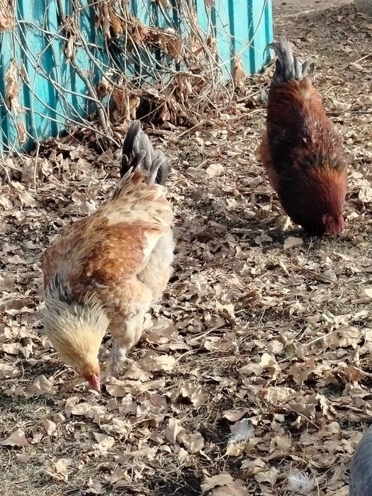 Продам молодых петушков