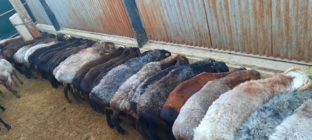 май семиз токты тусак кой кошкар