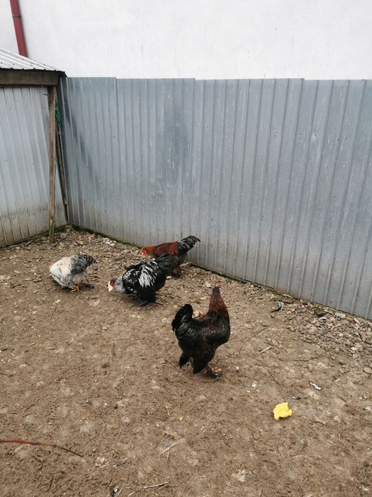 Vând rațe și cocoși