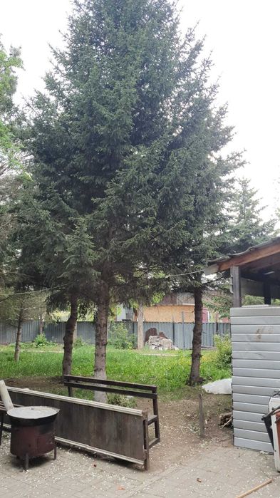 продам деревья недорого