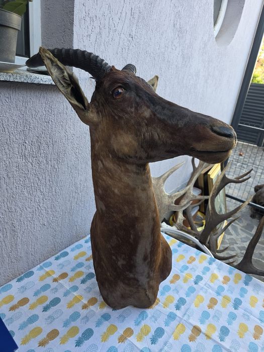 Obiect vechi de antichitate