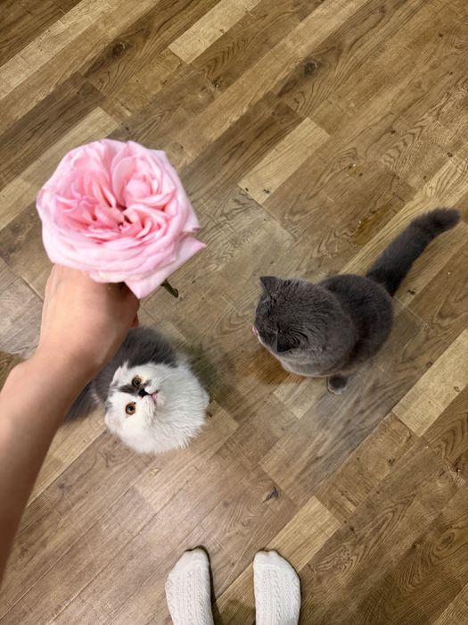 Кошка персидская мальчик