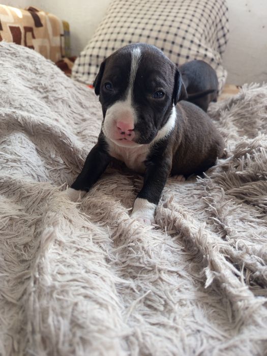 Продам Щенков питбули