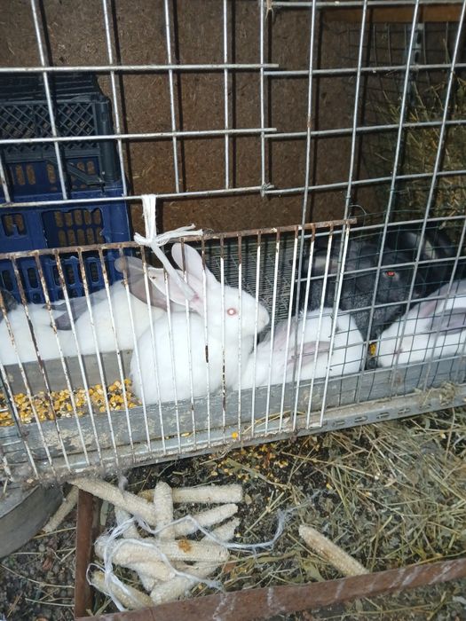 Продают кролика 2 мецис