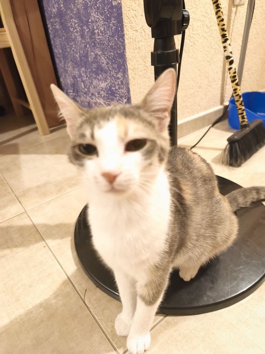 Търсим дом за котка на една годинка