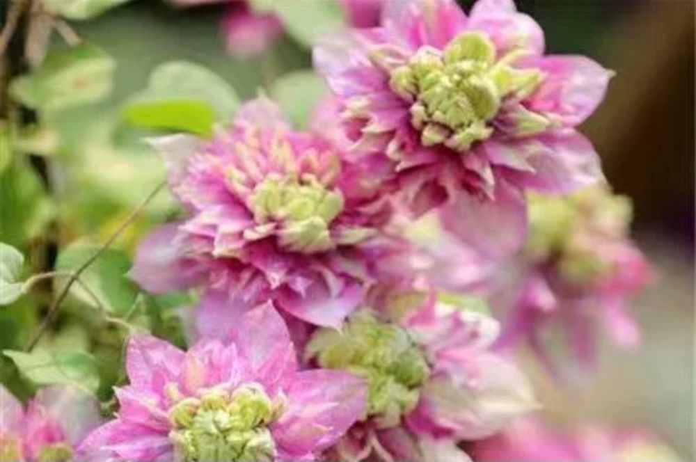 Клематисы саженцы