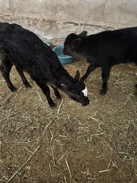 Продам бычки Хороший породы