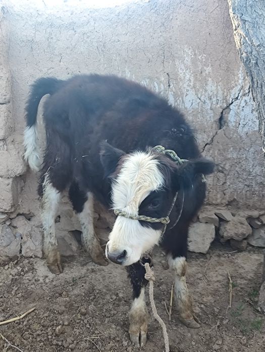 Еркекк бұзауларр