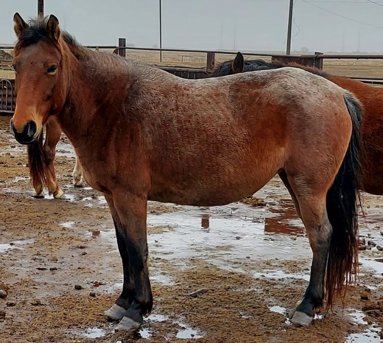 Семіз ту бие сатылады.