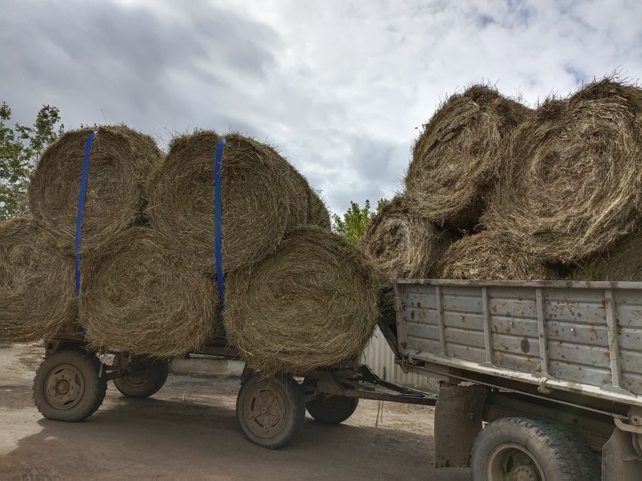 Продается сено свежый укос
