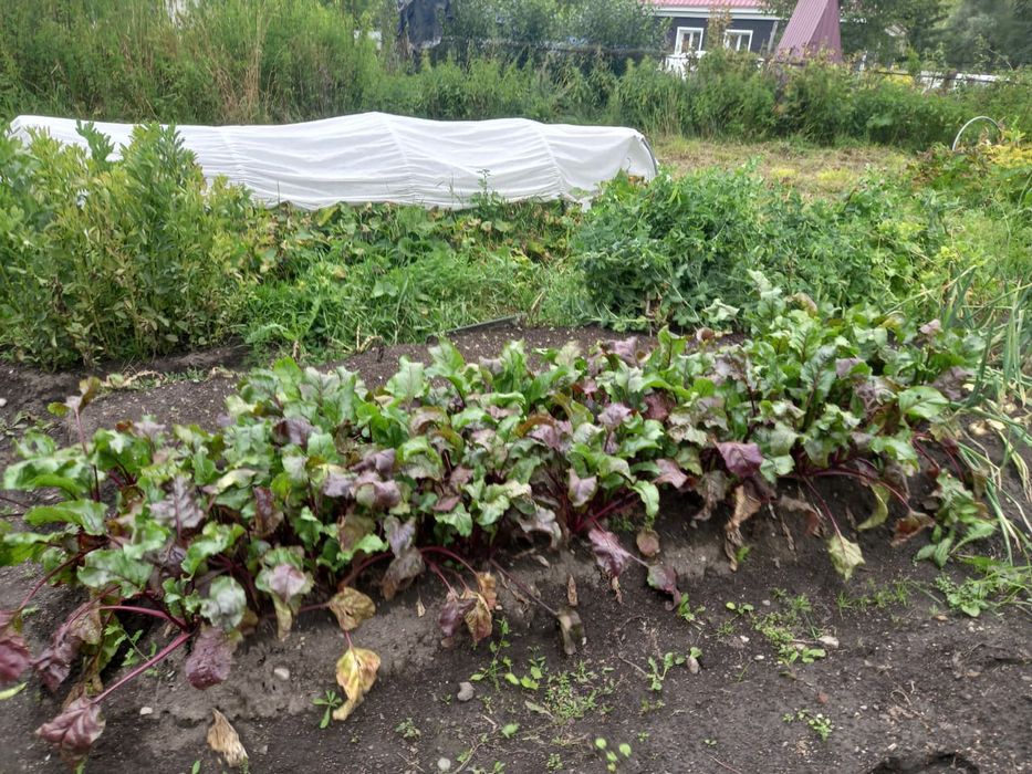 Продам земельный учпсток