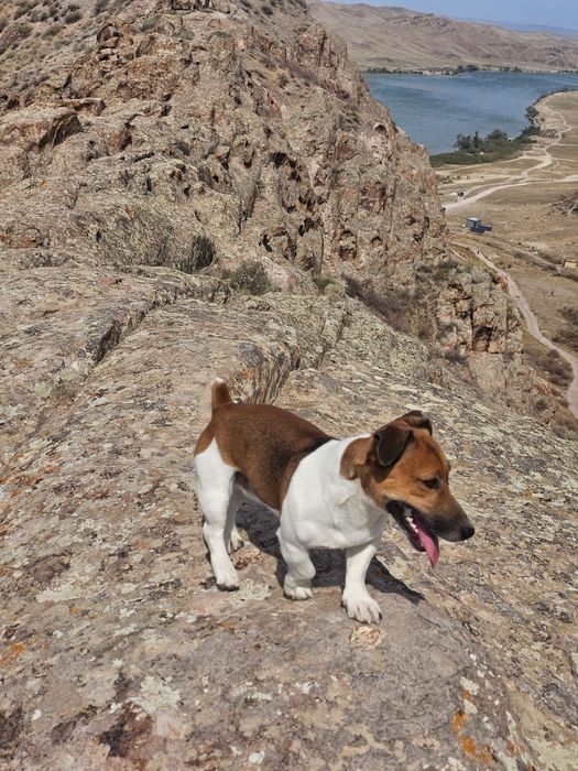 Джек Рассел на вязку