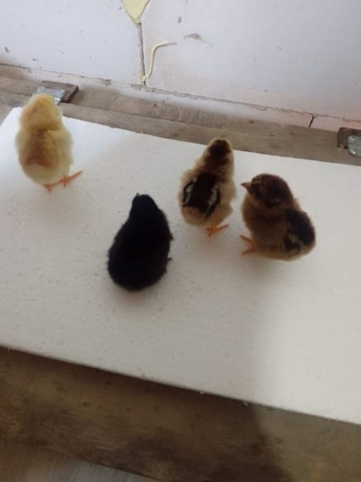 Цыплята выведены 28 апреля