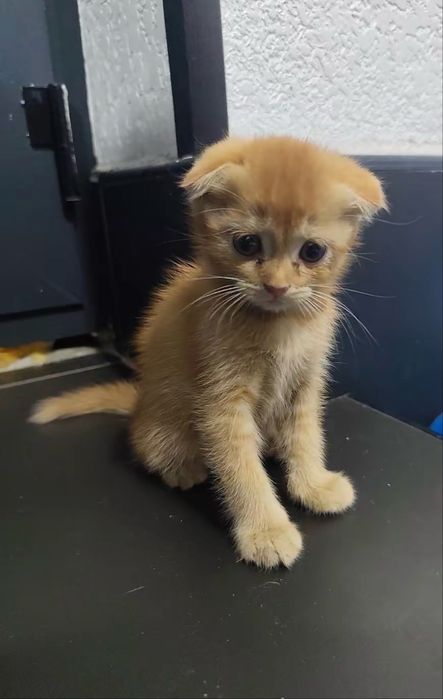 Продается котята и кошка