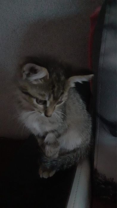 Отдам даром котенка