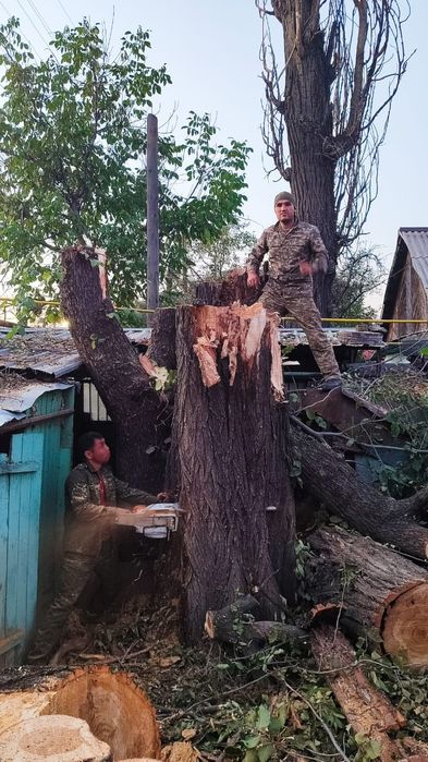 Спил деревьев обрезка плодовых