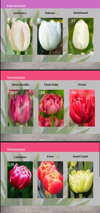 Тюльпаны ОПТОМ |8 марта |от 360