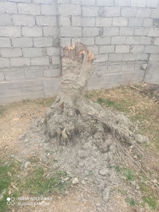 Янгок ва тол томирлари сотилади