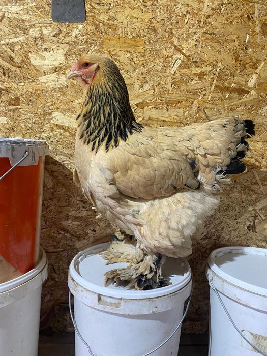 Брама брама куры