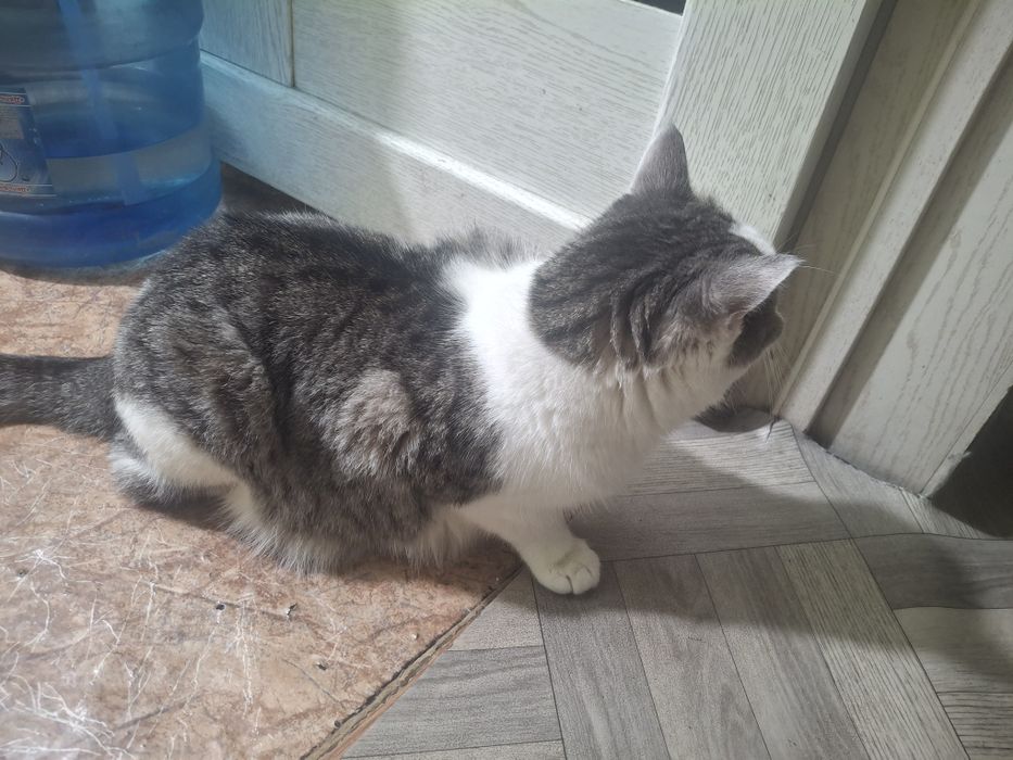 Отдам кота даром