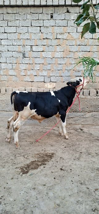 Simental gibrid buqacha sotiladi.