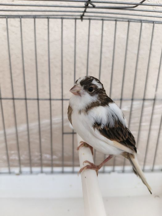 Канарейка сотилади