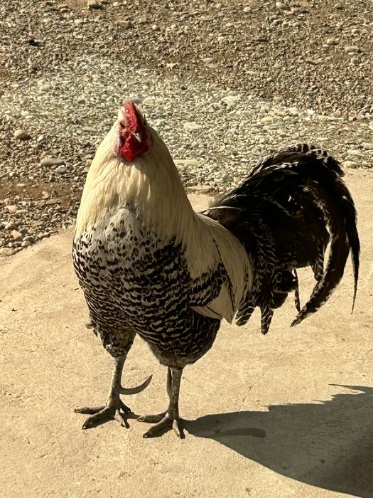 Петух породистый продается