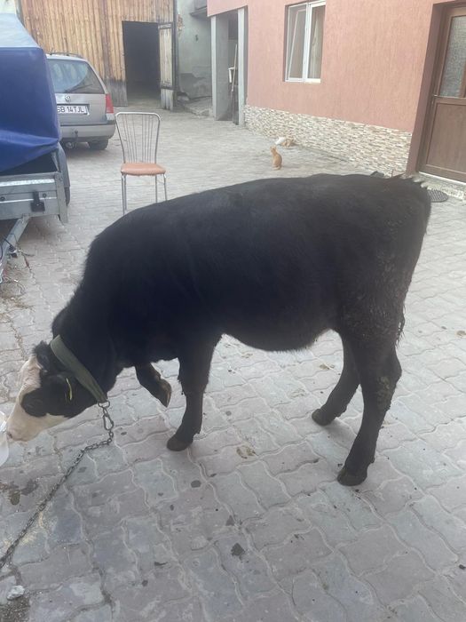 Vând vitea de 4luni
