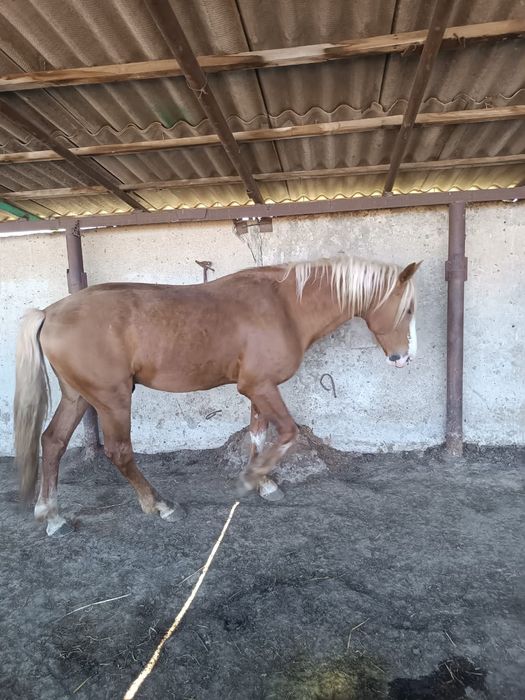 Продается жеребец БАРОН  5 лет