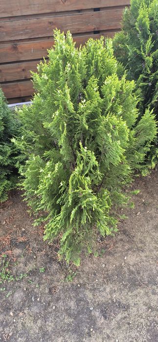 Arbori decorativi Tuia Aurea Nana