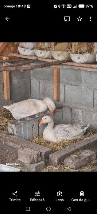Gâste diferite marimi