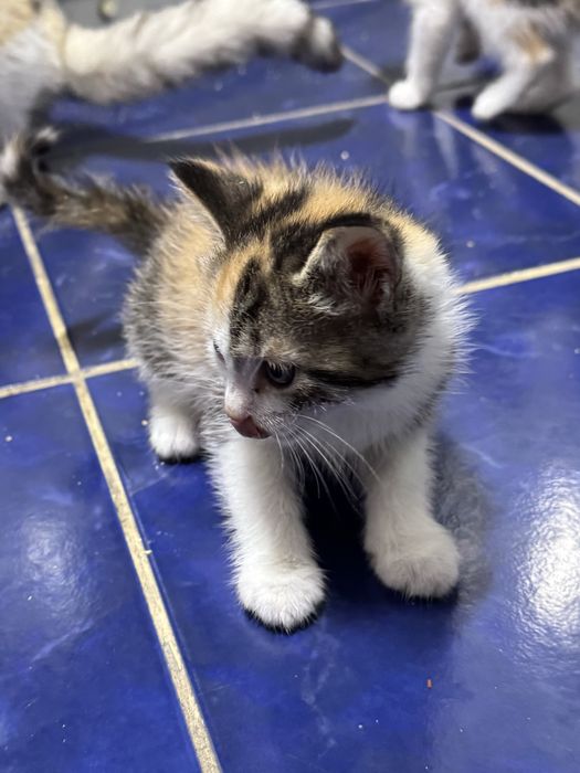 Отдам игривых котят в добрые руки