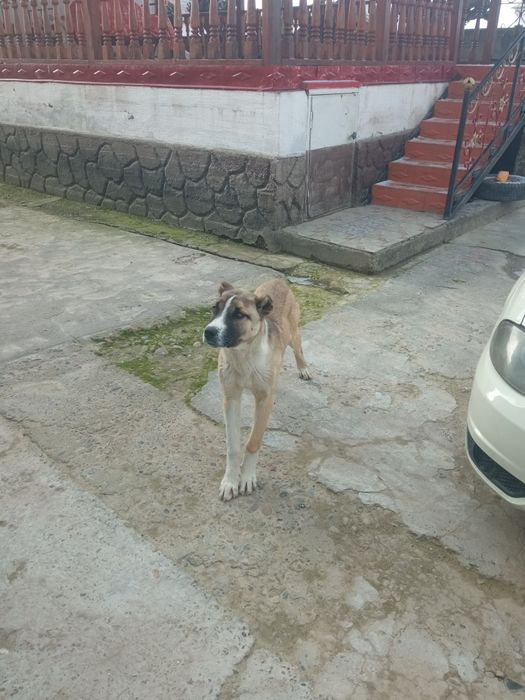 Алабай күшігі сатылады