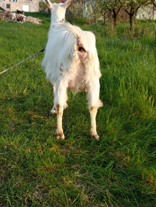 De vânzare capra la a .2 . fătare