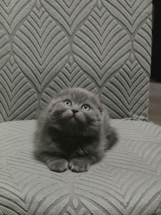 Скотти Фолд Самый ласковый в мире !