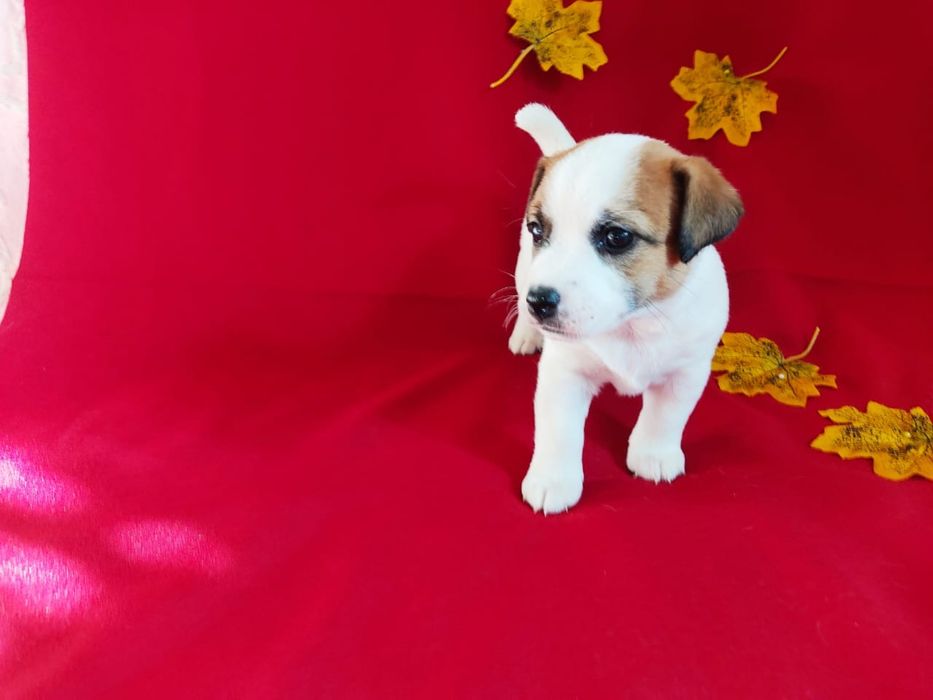 Продам щенков Джек Рассел терьера