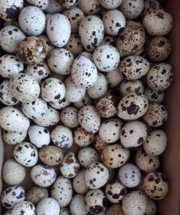 Перепелиное яйцо