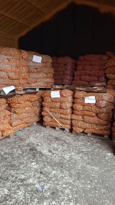 Vând cartofi de consum și de sămânță