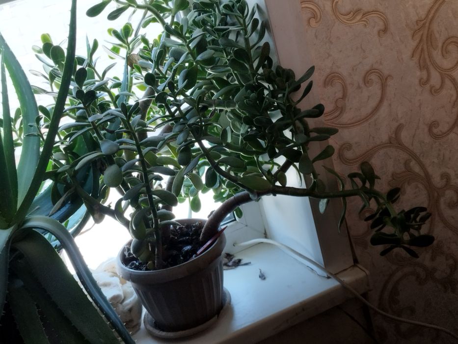Алое Вера на лекарство.Денежное дерево.