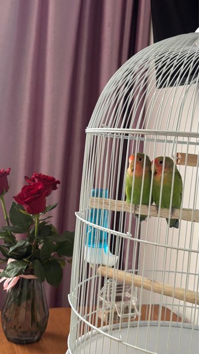 Продам попугаев. Неразлучники.