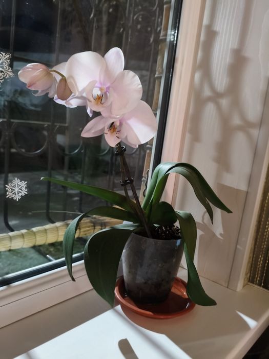 Цветущая орхидея