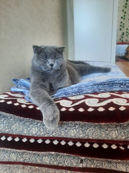 Шатланские котята. Город Астана