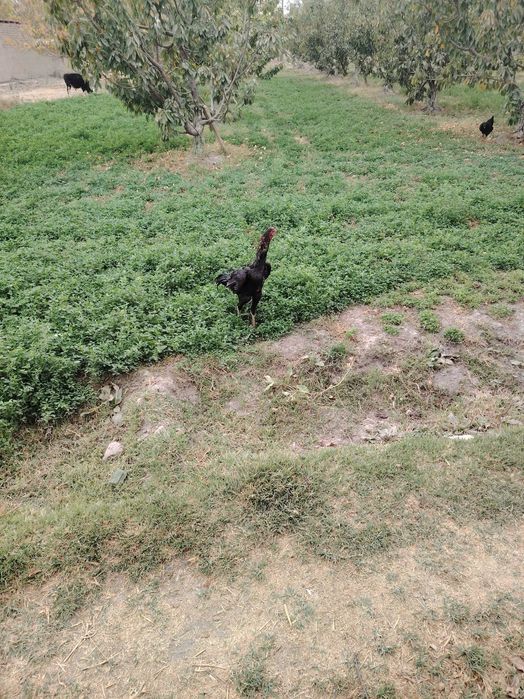 Dakan tovuq joʻjalari sotiladi