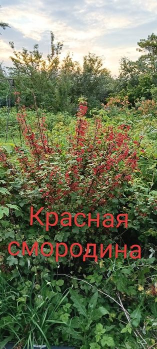 Продам дачу в хорошем состоянии.