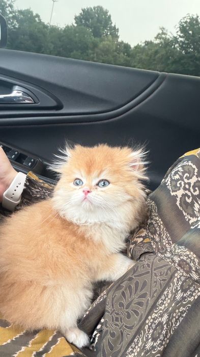 Кошка Золотая шиншилла хайланд