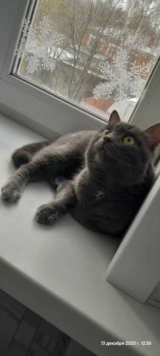 Отдам кота в добрые руки