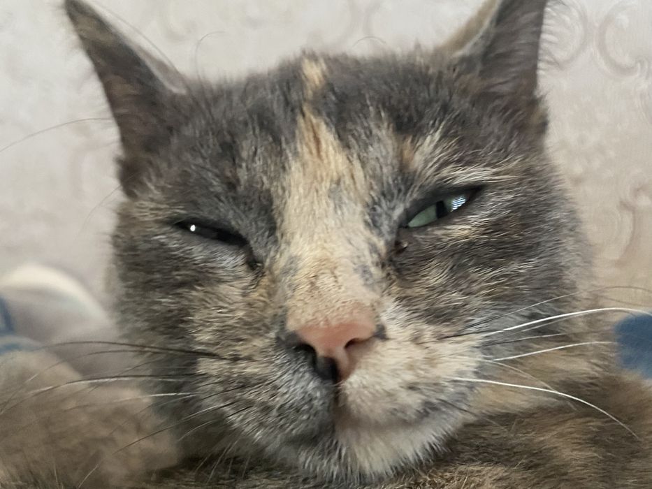 Пропала кошка, северо-западный жилой район.