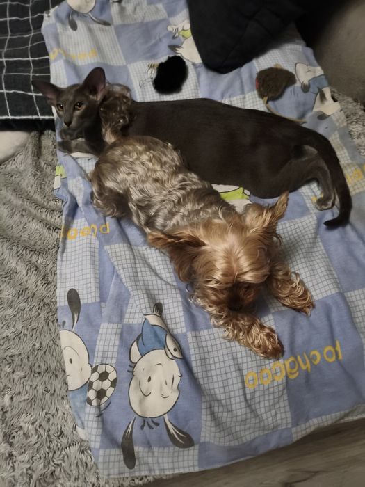 Йорк девочка миник