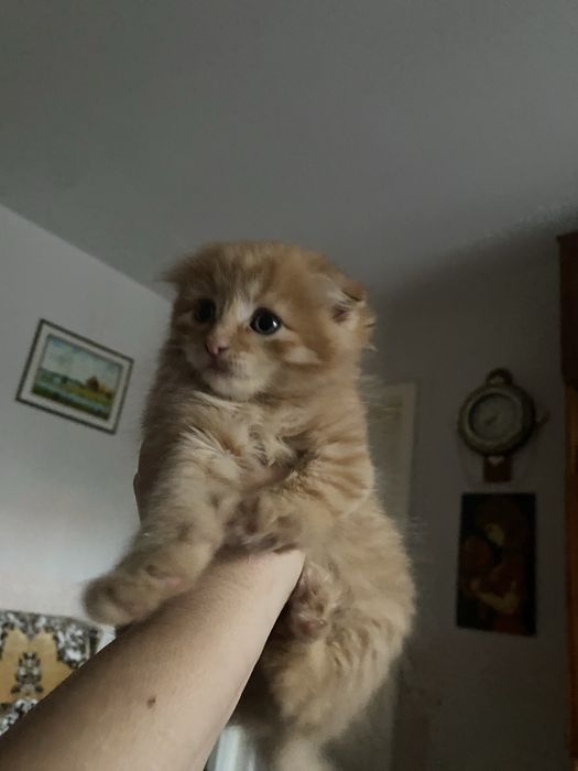 Продам котят очень красивые