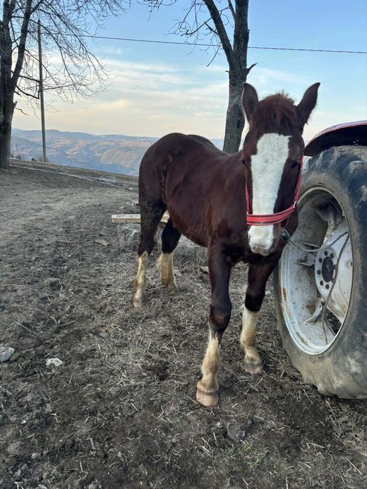 Mânz de vânzare cuminte